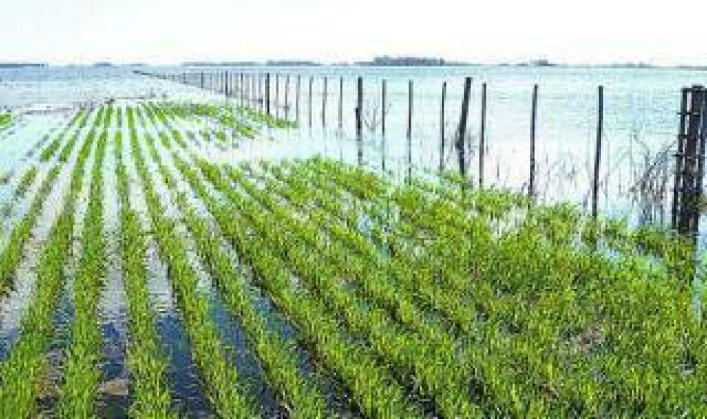 Las abundantes lluvias complican a los campos bonaerenses