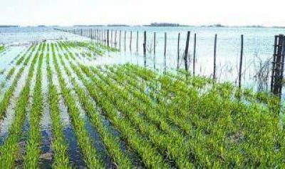 Las abundantes lluvias complican a los campos bonaerenses