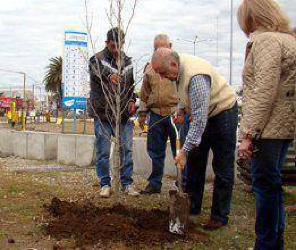 Plantaci�n de �rboles en Plaza Mar�a Auxiliadora 