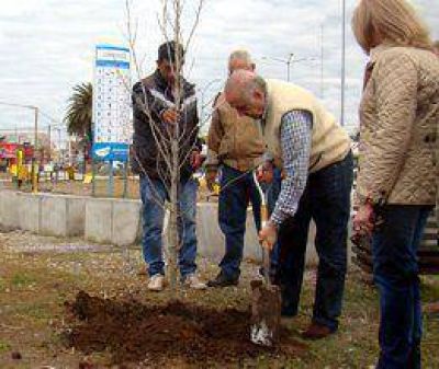 Plantaci�n de �rboles en Plaza Mar�a Auxiliadora 