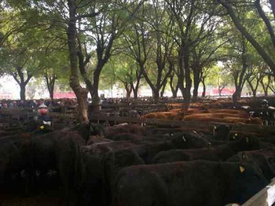 En el barro ganaron las vacas para invernar