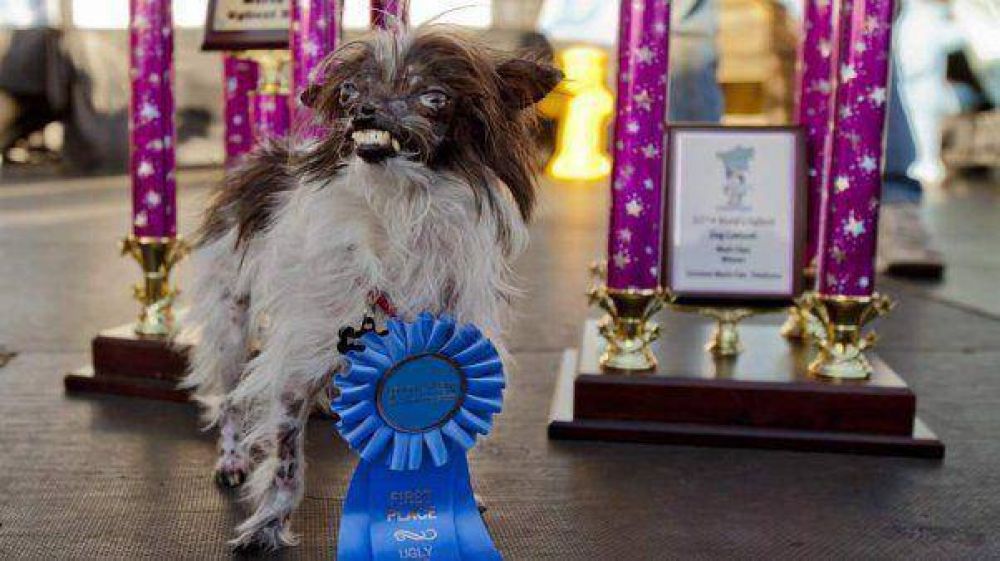 Eligen al perro ms feo del mundo en un concurso anual de anti-belleza canina