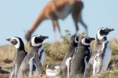 Turismo trabaja para crear en Chubut la mayor Reserva de Bi�sfera de la Argentina