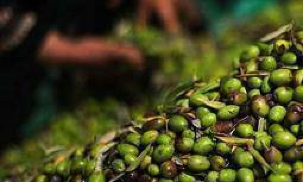�El sector oliv�cola vive uno de sus peores momentos�