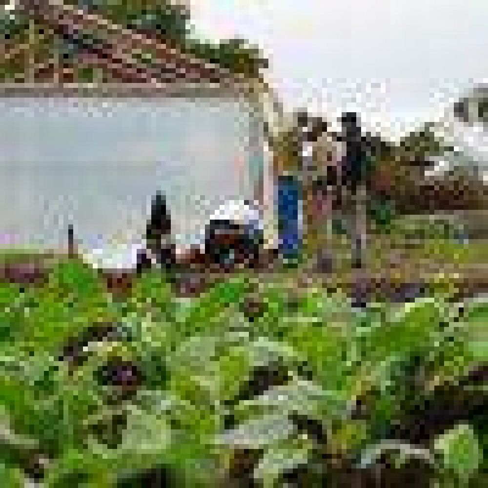 Argentina Trabaja fomenta la produccin frutihortcola
