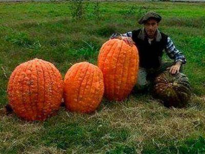 Otra cosecha de zapallos gigantes: Uno pes� m�s de 47 kilos