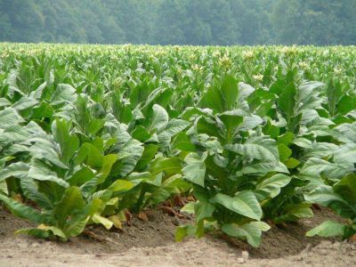 Este martes 24 de junio pagan a tabacaleros por m�s de 15 millones de pesos