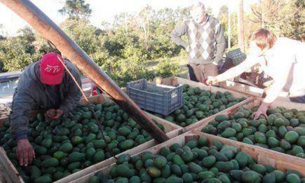 Paltas Hass: de Campo Viera a Buenos Aires y Mendoza