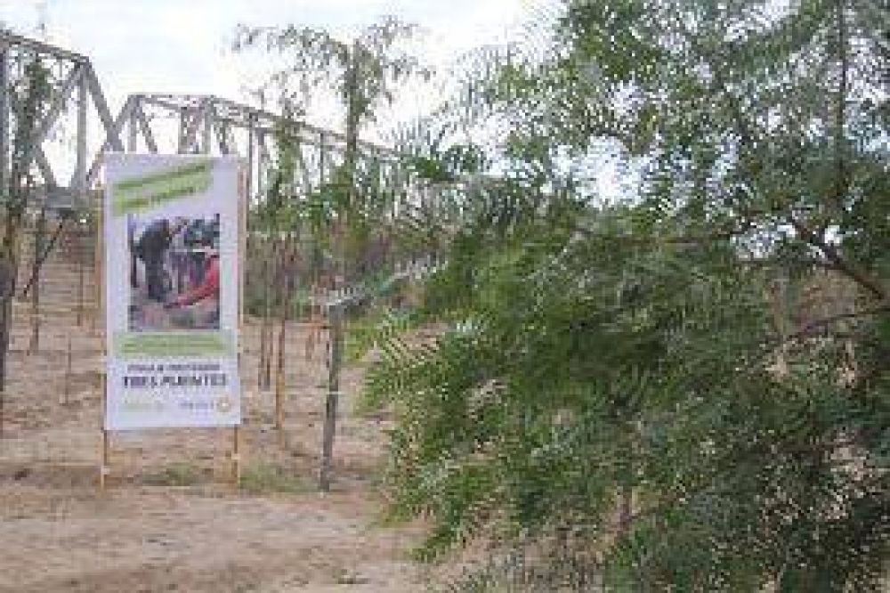 De basural a un parque: plantaron 10.000 �rboles al margen del puente de Alto de Sierra