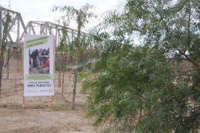 De basural a un parque: plantaron 10.000 �rboles al margen del puente de Alto de Sierra