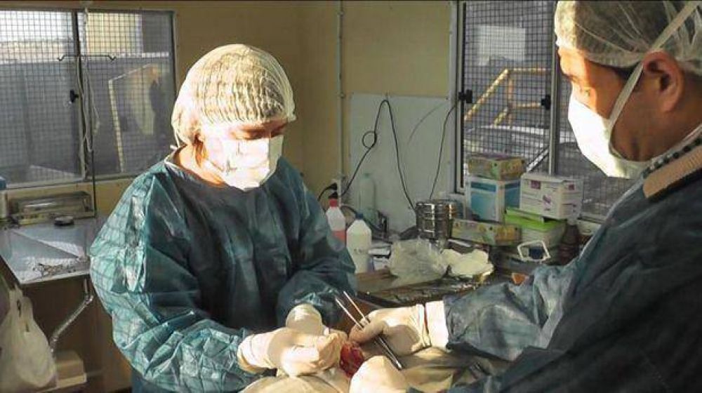 Esterilizaron perros en el basural