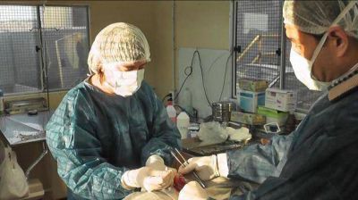 Esterilizaron perros en el basural