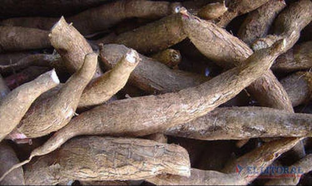 Las exportaciones desde Taiw�n pone en jaque la producci�n de mandioca
