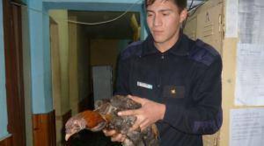 Los gallos que fueron mascotas de la Subcomisar�a tras ser rescatados