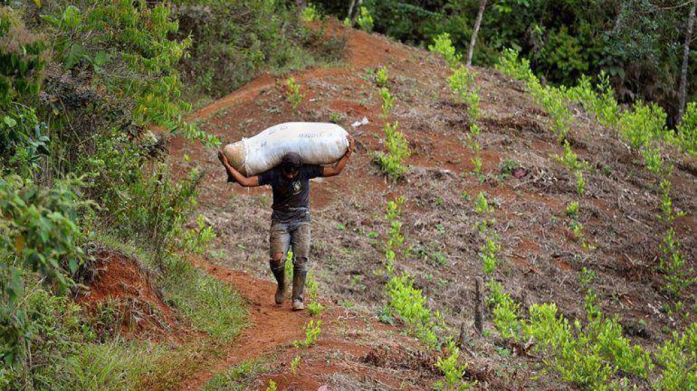 La hoja de coca colombiana se multiplica en la frontera con Venezuela y Ecuador