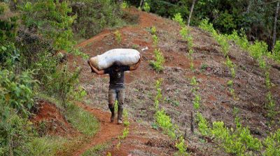 La hoja de coca colombiana se multiplica en la frontera con Venezuela y Ecuador