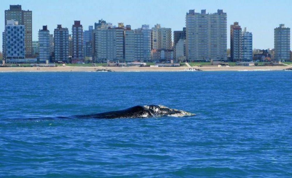 Regresaron las ballenas francas australes a la costa de Miramar
