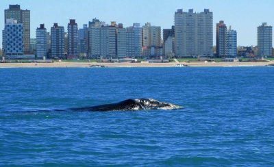 Regresaron las ballenas francas australes a la costa de Miramar