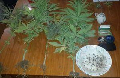  Ullum: Cay� por cultivar plantas de marihuana en su casa