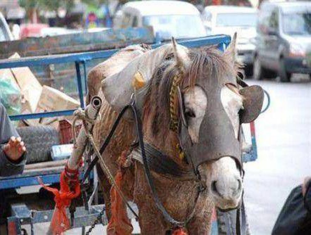 Larraburu lo hizo: prohibir�n la �tracci�n a sangre� en 30 d�as