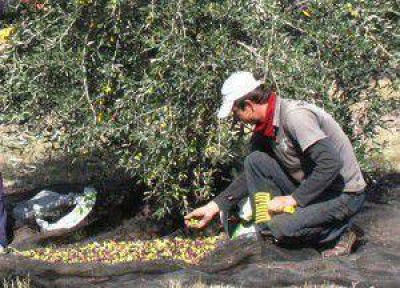 Nueva licitaci�n por la planta de aceite de oliva
