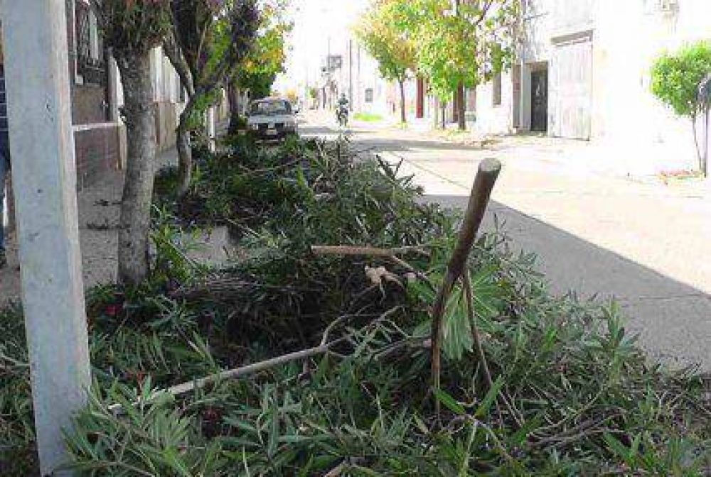 Habr� sanciones por las podas de �rboles y ramas