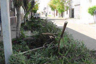Habr� sanciones por las podas de �rboles y ramas