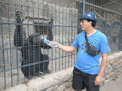 D�a negro para el Zoo mendocino: muri� el hist�rico chimpanc� Charly y una jaur�a mat� a 25 �and�es