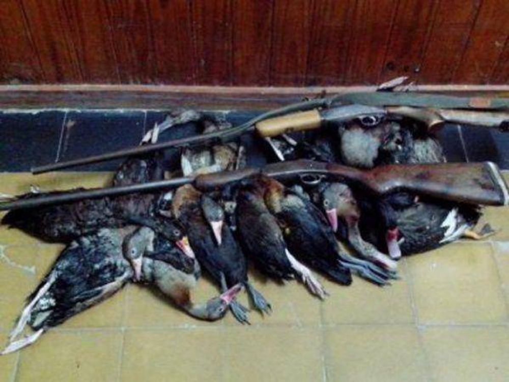 Depredaci�n de aves: �Los malteses vinieron atra�dos por un argentino y le tiraban a cualquier cosa�