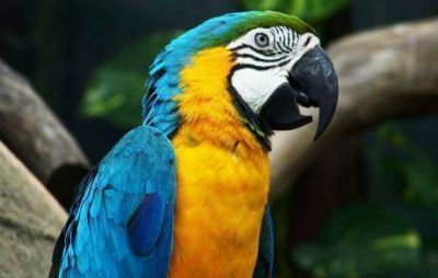 Se escap� un guacamayo del Zoo y anda suelto por Nueva C�rdoba