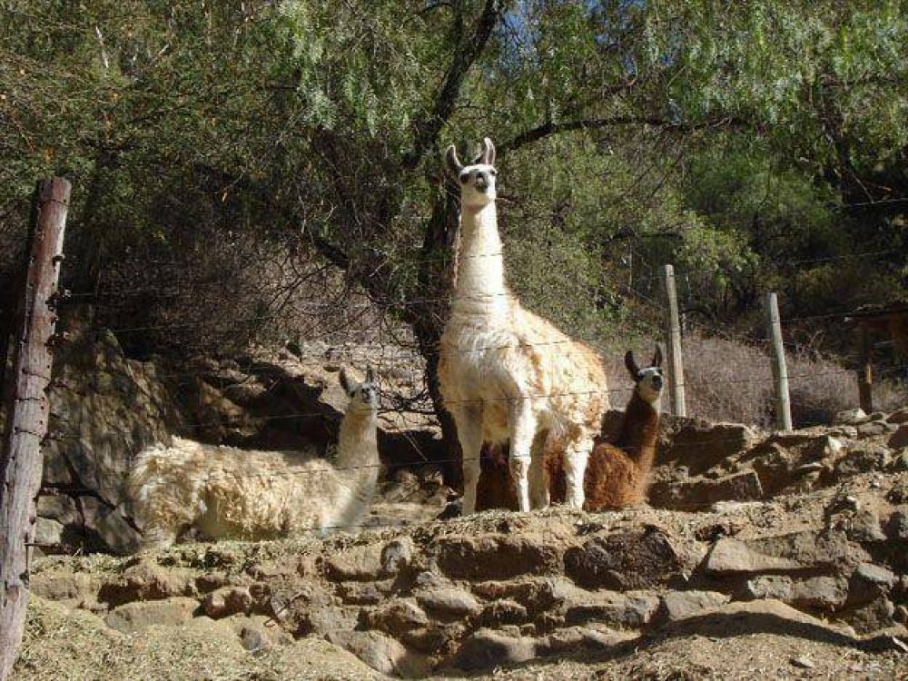 Murieron otros dos �and�es y una vicu�a, tras el ataque de perros cimarrones en el zool�gico