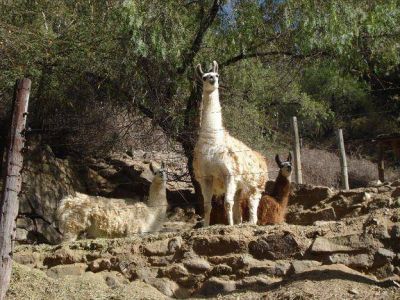 Murieron otros dos �and�es y una vicu�a, tras el ataque de perros cimarrones en el zool�gico