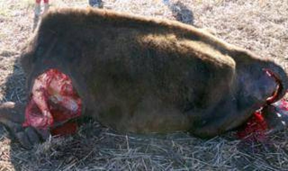 Tres Arroyos: Denuncia que un grupo de perros se come sus animales