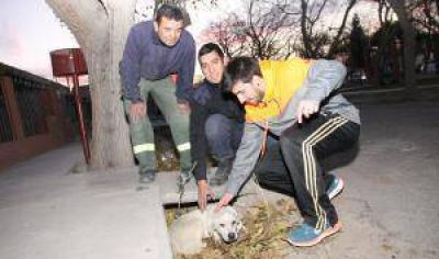 Tras cuatro horas, lograron rescatar un perro callejero