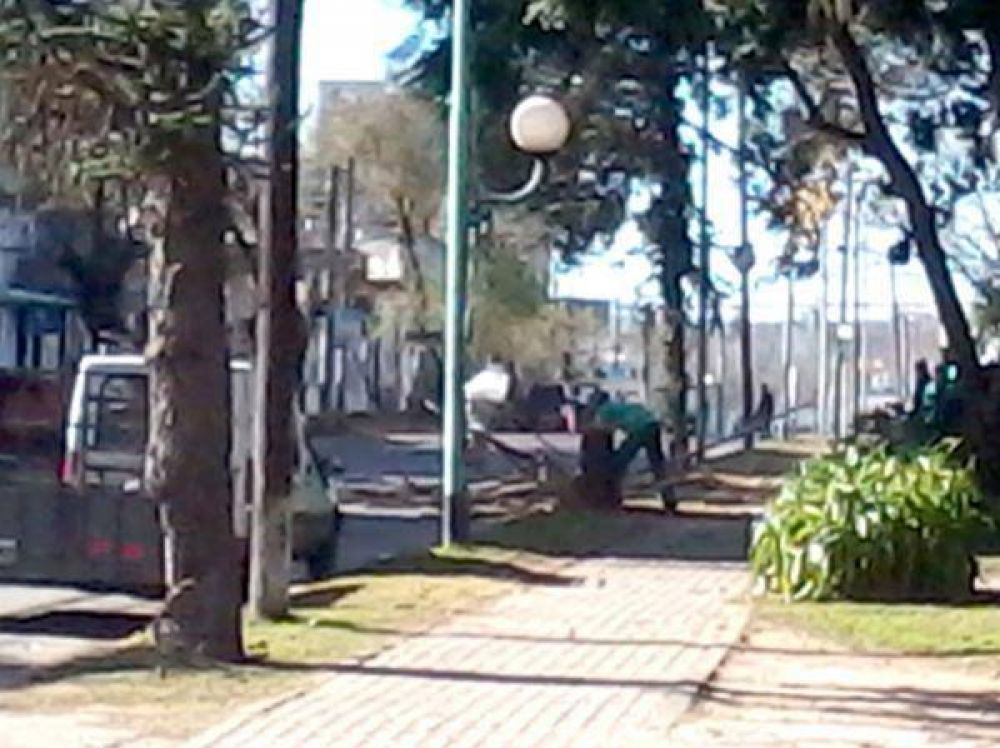 Comenzaron a voltear �rboles de la avenida Mitre