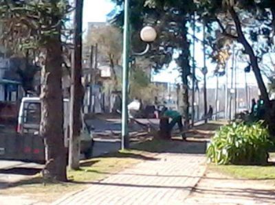 Comenzaron a voltear �rboles de la avenida Mitre