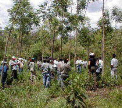 La tropa verde