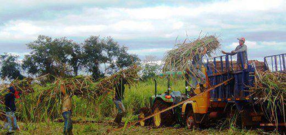 El jueves comenzar� a recibir ca�a el ingenio de San Javier