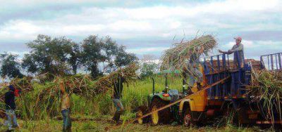 El jueves comenzar� a recibir ca�a el ingenio de San Javier