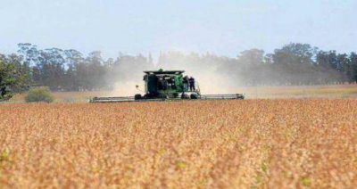 Productores advierten que tienen un milln de toneladas de trigo y no pueden venderlas
