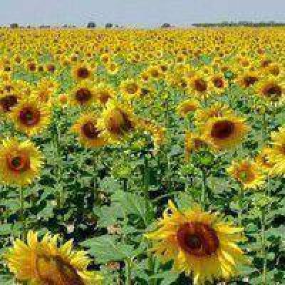 El CONES augura buenas perspectivas para el girasol por los precios internacionales