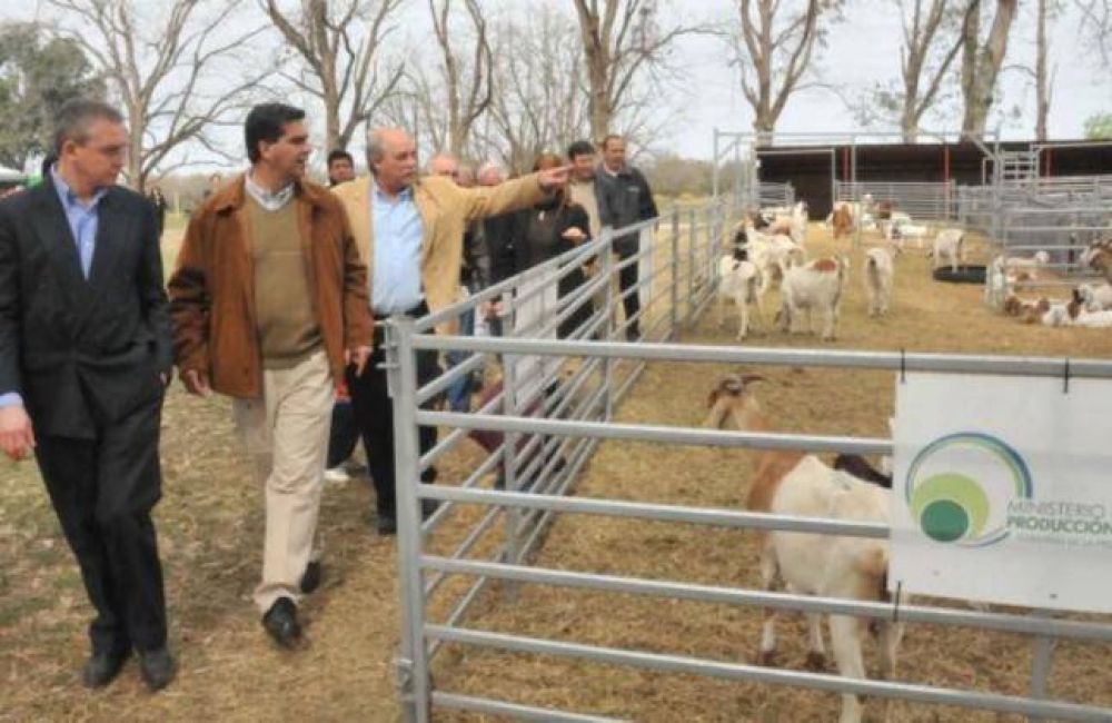 Mejoramiento gen�tico en caprinos y ovinos