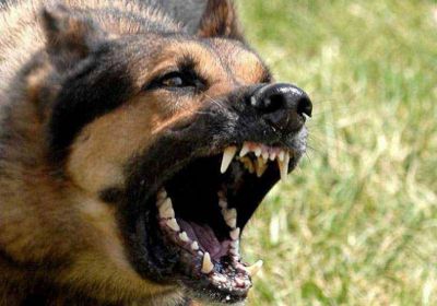 Corre riesgo la vida del ni�o mordido por un perro