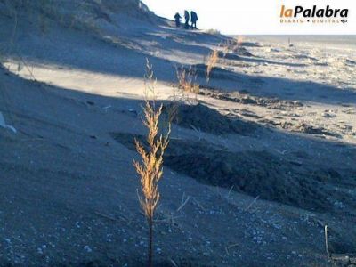 Comenz� el programa de reforestaci�n en todo el Distrito
