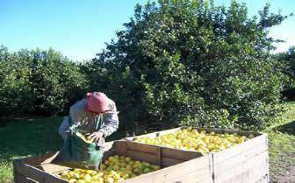 Peligra la mano de obra en el citrus por la disminuci�n de la fruta