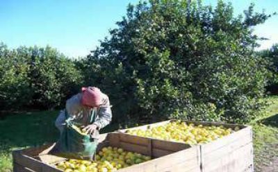 Peligra la mano de obra en el citrus por la disminuci�n de la fruta