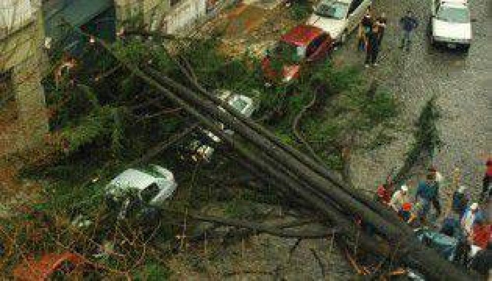 La Ciudad pagar� $27 mil a due�o de auto aplastado por un �rbol