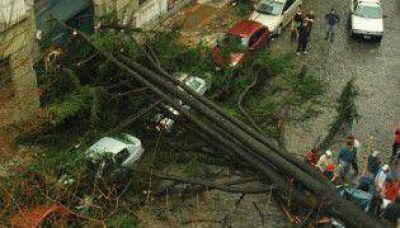 La Ciudad pagar� $27 mil a due�o de auto aplastado por un �rbol