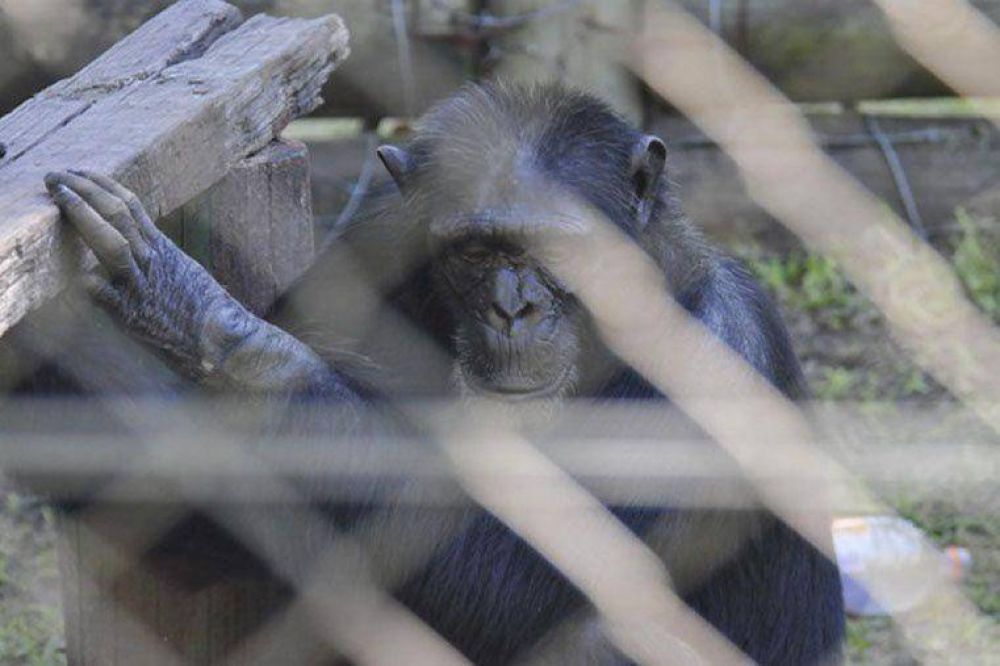 In�dito Habeas Corpus para liberar un chimpanc� de zoo concordiense