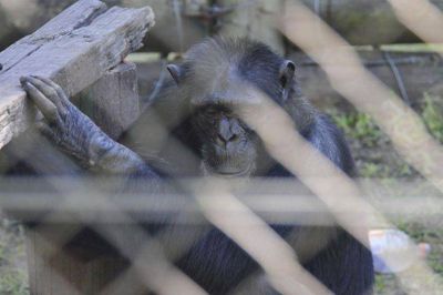 In�dito Habeas Corpus para liberar un chimpanc� de zoo concordiense
